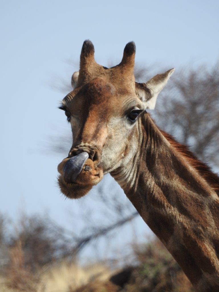 Giraffe im Etoshapark