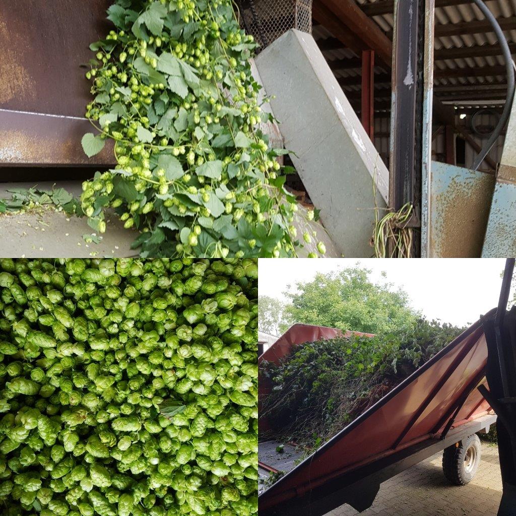 Hochdorfer Hopfenernte 2017